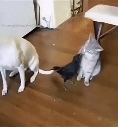 Чудо ворона