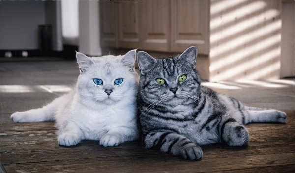 Британская мраморная кошка