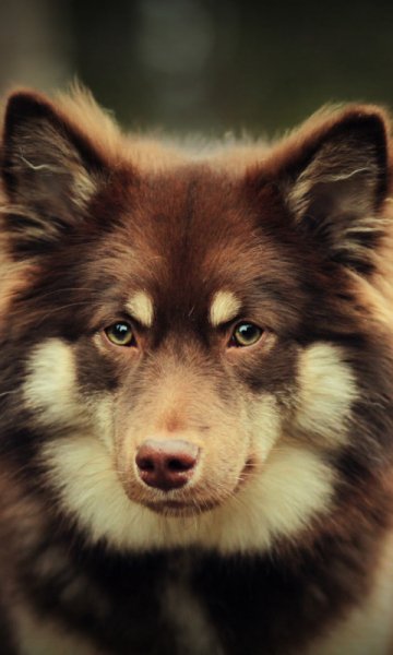 wallpaper 480x800 14 15