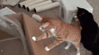 логика кoтэ, gif