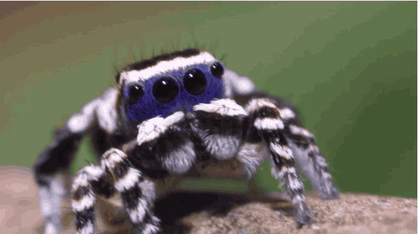 Maratus personatus