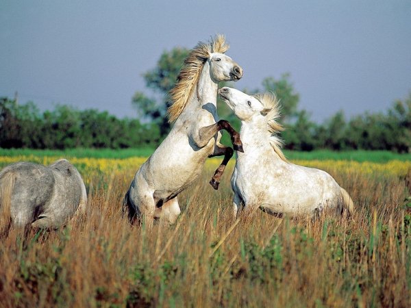 tri-belyh-konya-kamargu-v-tra