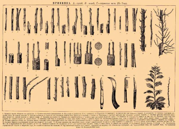 Щеплення секрети кісточкових і зерняткових FB2