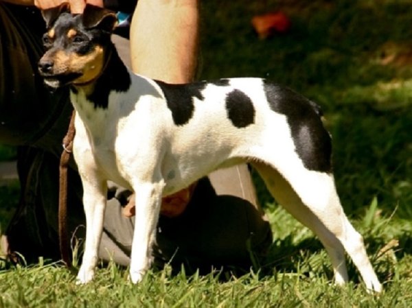 Бразильский терьер (2)