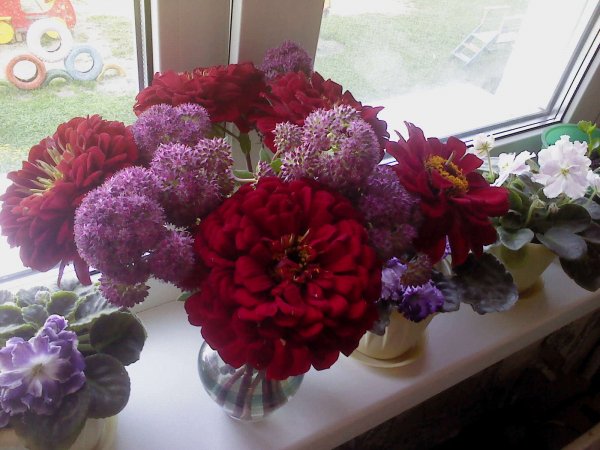 Мои цветочки