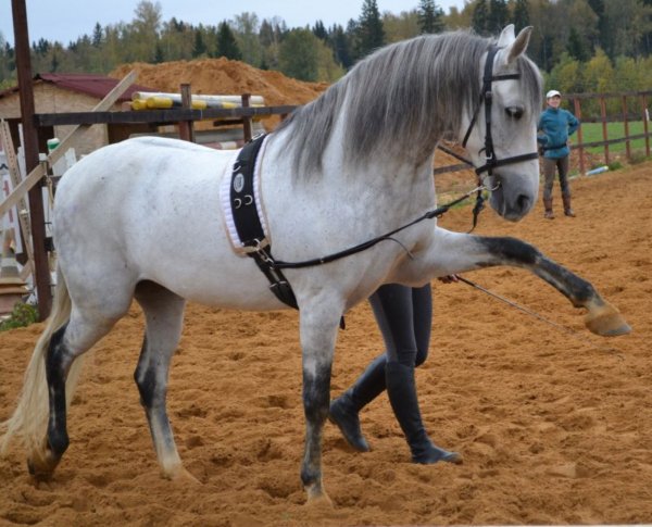 Лошадь Орловский рысак 8