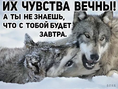 Волк