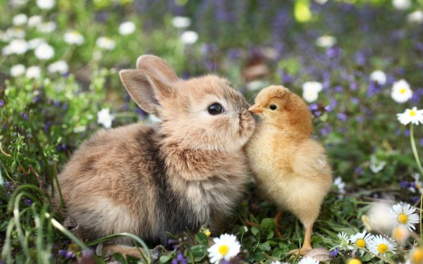 Chicks and Bunnies 7