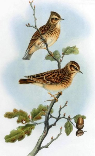 Рингтоны - Жаворонок лесной