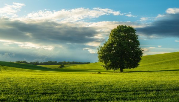 Priroda-pole-derevo-trava-tuchi