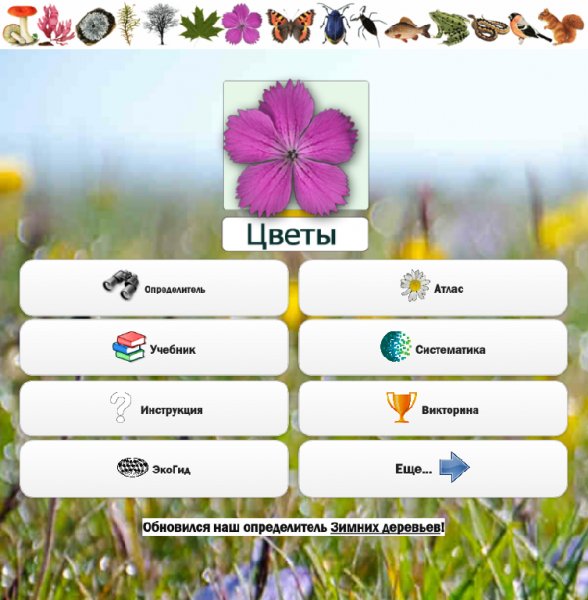 Цветы 3.02