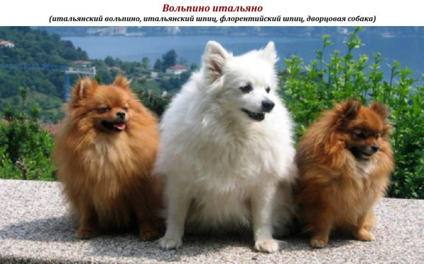 Вольпино итальяно