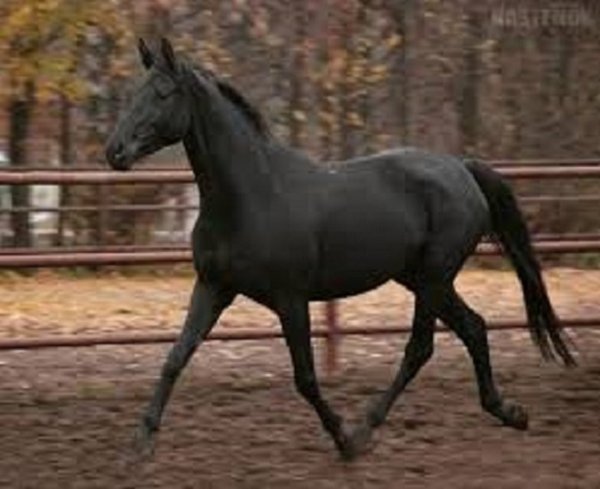 Русская верховая (2)