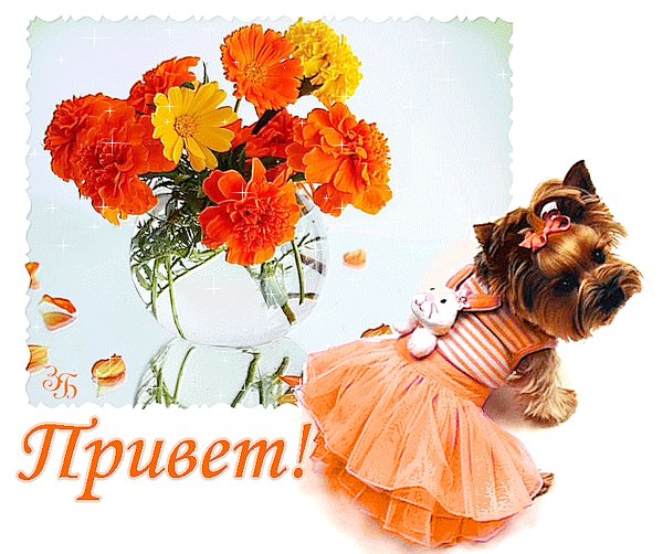 Анимированная открытка привет одежда