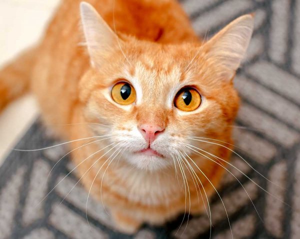 Gato sepiolita higiene