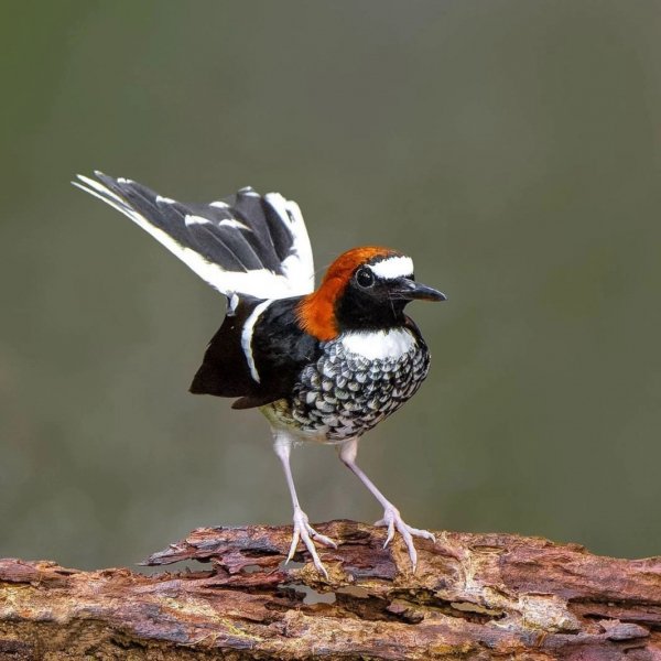 КАШТАНОВОШАПОЧНЫЙ ПЕГИЙ ДРОЗД
