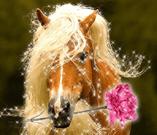 Конь с розой