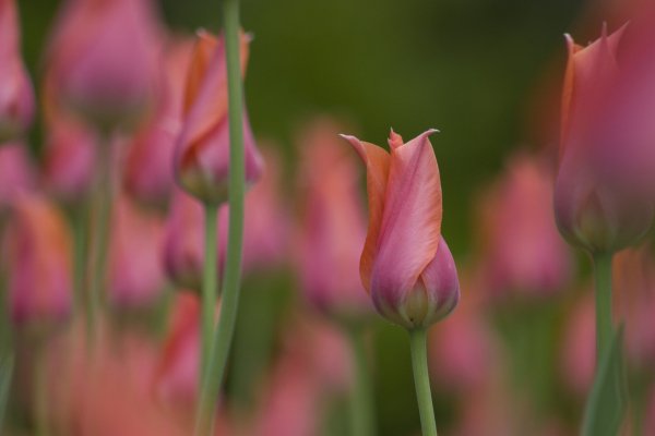 Image (26)