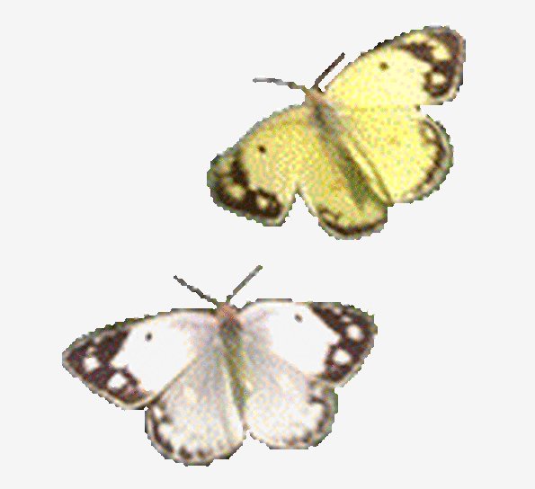 file_67747229