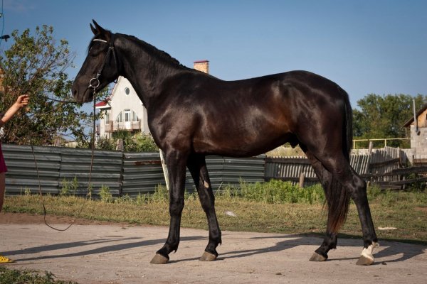Лошадь Орловский рысак 9