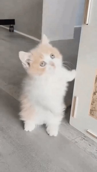 милый котёнок