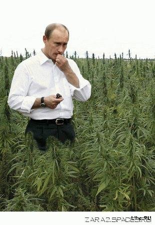 Конопляное поле
