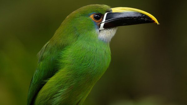 60b111bb3bbd6c816a069f5c6d3d3f77