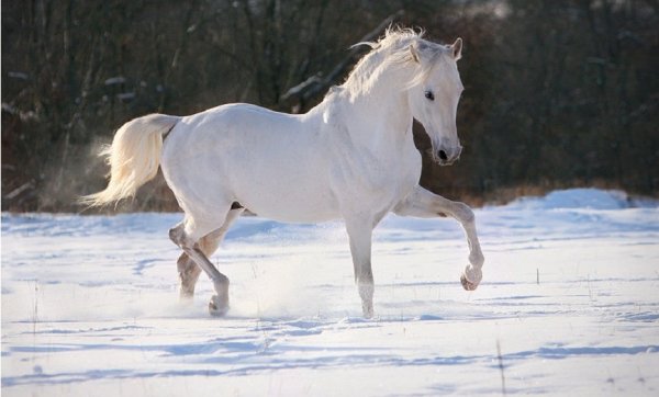 Терская порода лошадей (3)