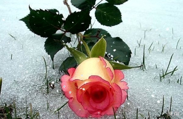 file_75119721