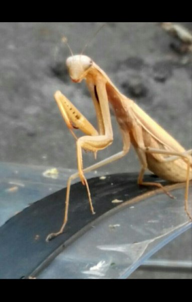 Screenshot 2019-11-16-01-06-04-1