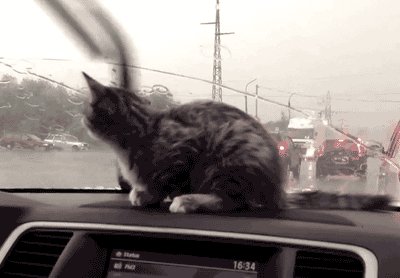 КотЭ)