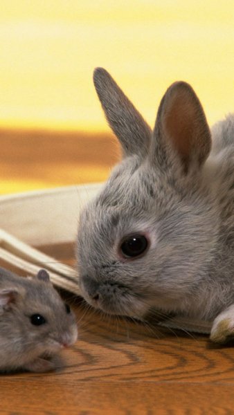 wallpaper 540x960 1 70