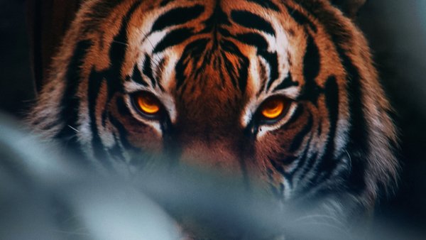 Tiger-face-4k