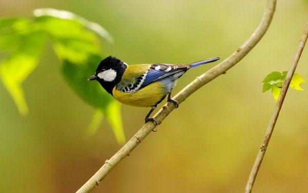 Blue Tit Bird