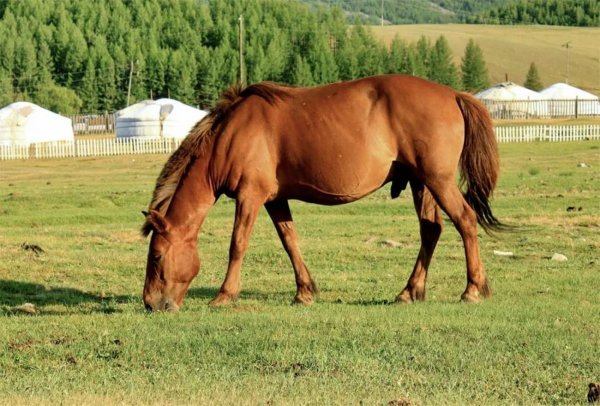 Лошадь Монгольская