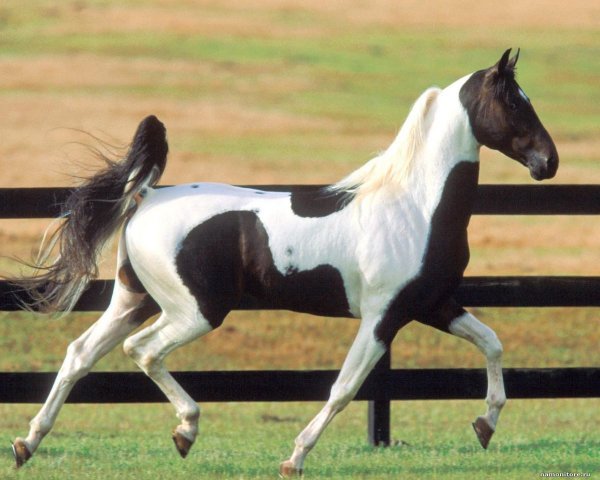 Лошадь Американская верховая (Американский саддлбред)