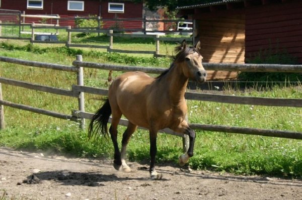 Эстонская лошадь (3)