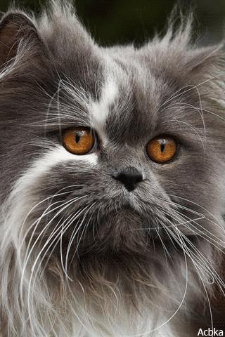 file_79452552