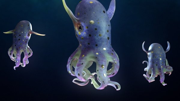 Глубоководный осьминог Дамбо