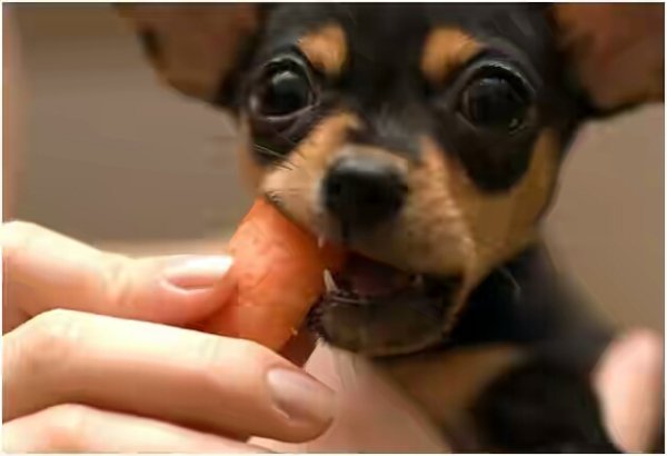 Той терьер 5