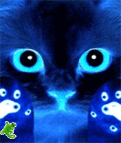 КОТЁНОК ЛИЗУН