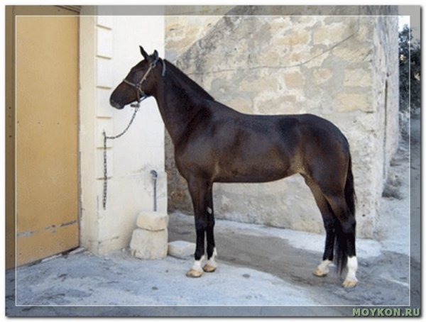 Новая киргизская (2)