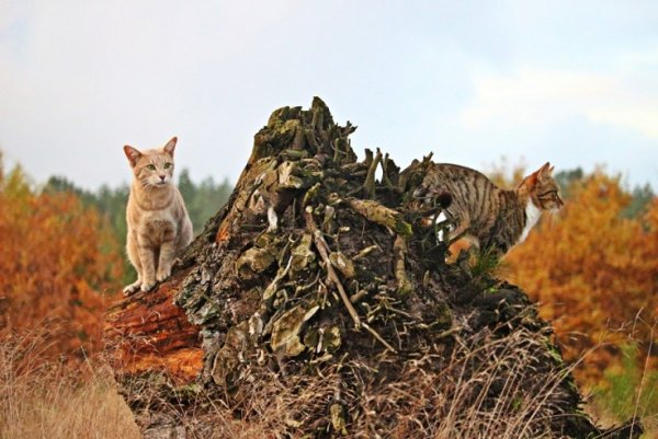 Коты в лесу. (4)