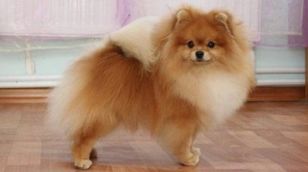 Немецкий шпиц (2)