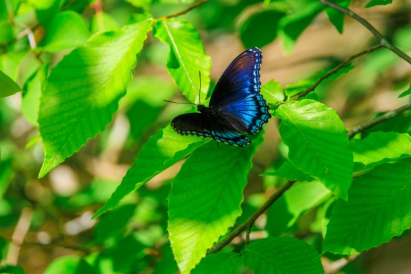Листья бабочка