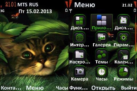 Lovely cat