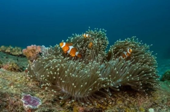 Рыба клоун (4)