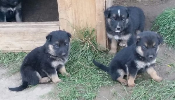 щенки восточно европейской овчарки