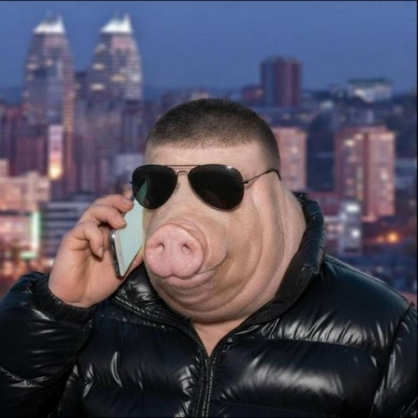 Свинья прикол юмор