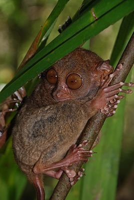 Tarsius syrichta04
